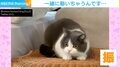 ビビりな猫が顔ブルブルさせる謎仕草…視線の先に“大好物”で飼い主も「ついつい顔が」と苦笑