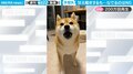飼い主を困惑させた柴犬の行動 “甘え鳴き”直後の一コマに「こうなる感じ分かるわw」共感広がる
