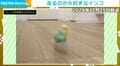 飛ぶより走るのが大好きなインコ、“現在の姿”に飼い主「変わらず毎日走り回っています」