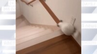 【映像】階段を駆け下りるチンチラ