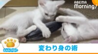 【映像】弟猫の魔法のような“逃走方法”