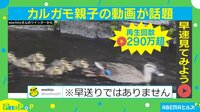 倍速カモ!?まばたき禁止の動画が話題
