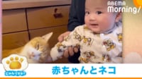 【映像】猫にタッチして満面の笑みの赤ちゃん（猫が甘える姿も）