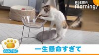 【映像】前足でクッションを持ち上げようと頑張るうなぎちゃん