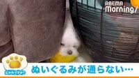 【映像】隙間に吸い込まれていくように通る犬
