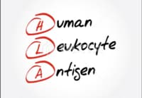 人間六度とその母『闘病記17 〜骨髄バンクとHLA〜』