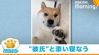 とても可愛い…彼氏感溢れる“添い寝犬”