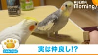 【映像】息ピッタリな2羽のユニークな“手拍子” 