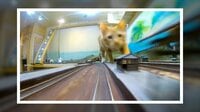 ニャジラ出現！迫りくる猫に“襲われる”電車