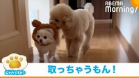 【映像】取られた側も気づかない?まさかの高等テクニックで帽子を奪う犬
