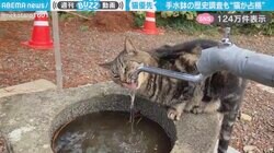 猫が江戸の手水鉢を占拠する様子に「凄い美味しそうに飲んでる」「仕方ない、猫はすべてに最優先」と反響