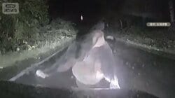 「ガンガンやられた」ヒグマ車に体当たり攻撃　ボンネットに穴　運転中親子グマに遭遇