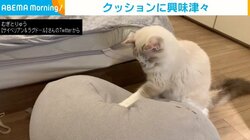 ビーズクッションに顔から飛び込んでいく猫「ツンツン→ズボっ！」の流れに「可愛すぎ」「萌え過ぎて鳥肌」と悶絶の声