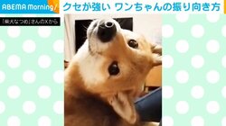 柴犬が海老反り!? “クセ強”な振り向き方に飼い主「あ、こっちから振り向くんかい！」