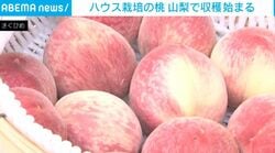 ハウス栽培の桃の収穫始まる