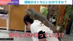 一体なぜ!? 掃除中の飼育員の背中に“まさかの生物”が… 元一般家庭で暮らしていたイグアナが見せた甘えん坊すぎる珍行動が話題