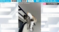 トレーニング用の懸垂機にすっぽりとハマり…完全に脱力しきってる猫がかわいすぎる！「ぬいぐるみみたいwww」