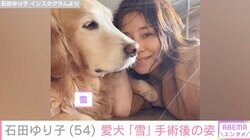 石田ゆり子、愛犬の手術後の姿を公開 ファン「傷痕をみて、涙があふれそうになりました」