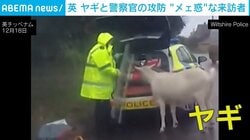 「いたずらなヤギなんだから！」脱走ヤギvs警察官 シールドや牽引用ロープで捕獲作戦 イギリス