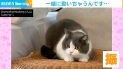ビビりな猫が顔ブルブルさせる謎仕草…視線の先に“大好物”で飼い主も「ついつい顔が」と苦笑