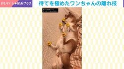 柴犬が「待て」を極めた結果→驚きの離れ技に「アヒル隊長」「かわいい」などの声