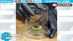 「ナウシカの腐海の森みたい」500円玉サイズの幻想的な“キノコ盆栽”の作り方動画がSNSで話題沸騰！「育つのが早いし、これは新ジャンルだわ」