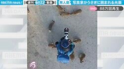 ぐるぐる駆け回るウサギたち 写真家を取り囲む姿に「羨ましい」「可愛すぎ」悶絶の声