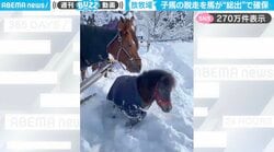 馬社会の“子守り奮闘”！子馬の雪遊びを阻止する大人馬たちに「頼もしい保護者」「ちゃんと引き戻そうとしてる」と反響