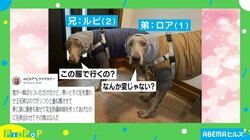 散歩前に防寒対策した犬 着衣後の“複雑な表情”が話題「シンクロ困り顔」「気分が乗ってないのがわかる」