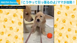 イタズラする子犬の前に“最強の助っ人”現る 母犬の珍行動に「真打ち登場」「親子の絆だ」視聴者ほっこり