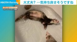 お風呂で“ぷかぷか”揺れ動くフェレット お湯の流れに身を任せた満足気な表情に「水と一体化してるｗ」「かわいい」と反響