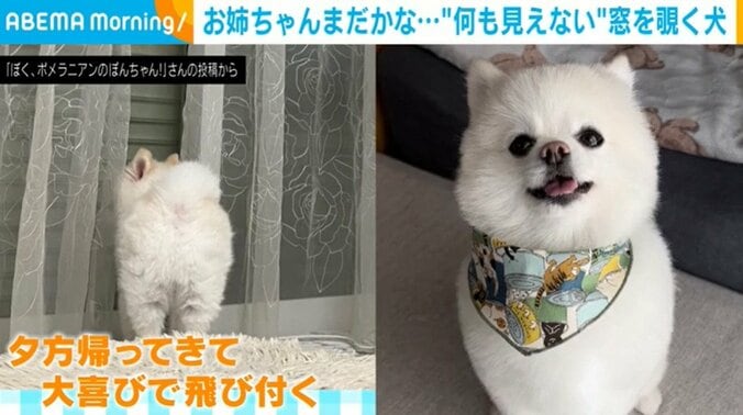 “何も見えない“窓をじっと覗く犬 お姉ちゃんを探す後ろ姿が切ない 1枚目