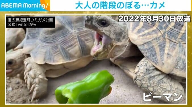 リクガメ