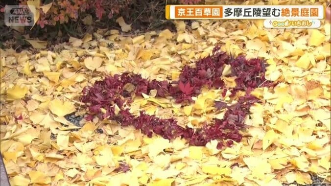 “黄色いじゅうたん”