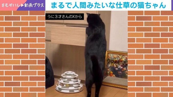 猫のうにくん