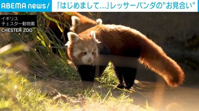 コーダ＆アカシ