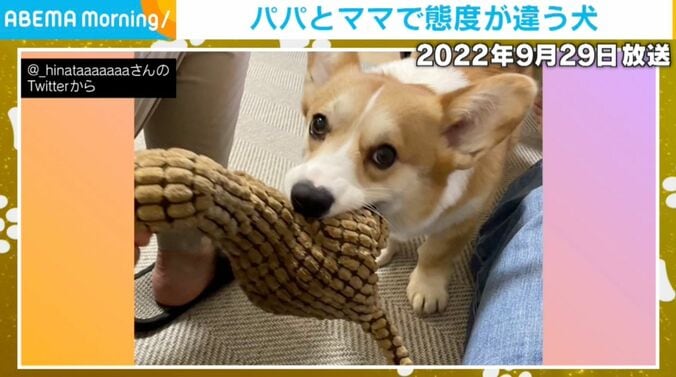 コーギーのひなたくん