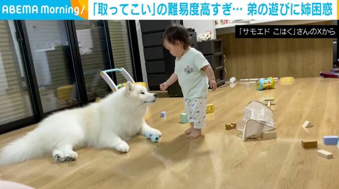 サモエドのこはくちゃん