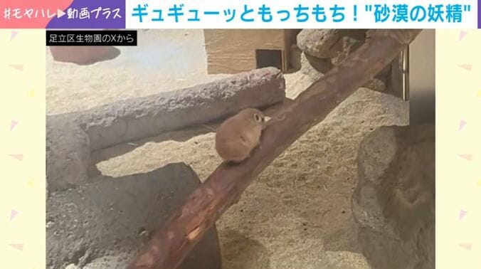 グンディ