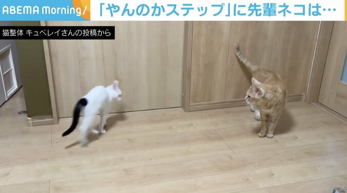 子猫からのやんのかステップ→攻撃も…動じない先輩猫 2匹の光景に「大人な対応素晴らしい」「全然効いてない」の声 1枚目