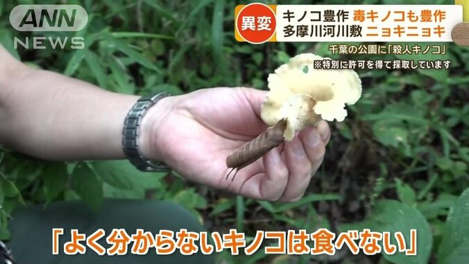 「よく分からないキノコは食べないこと」