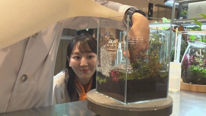 小さな水槽に自然の生態系を再現　初心者も挑戦できるネイチャーアクアリウム 1枚目