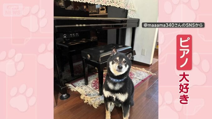 飼い主のピアノ演奏が大好き
