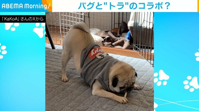 パグのモナカちゃん（4歳）