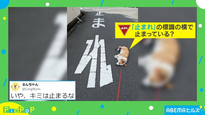 一緒に歩いていた犬が一時停止！ 突然止まった“ユニークな理由”にほっこり 「可愛すぎる」「連れて帰りたい」 1枚目