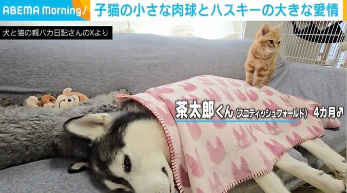 ハスキーのはっちゃん、子猫の茶太郎