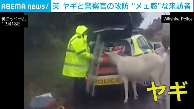脱走したヤギと警察官
