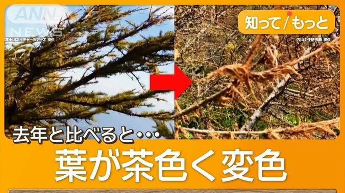 富士山異変「70年で初めて」　紅葉前にカラマツ枯れた　虫害？専門家「データない」 1枚目