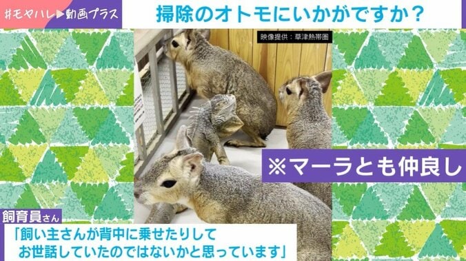 イグアナ