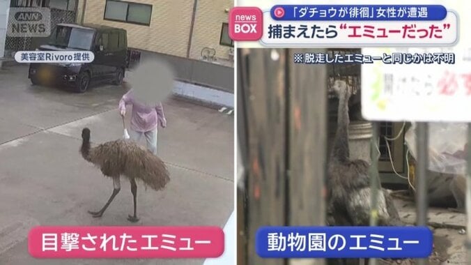 脱走したエミューと同じかは不明